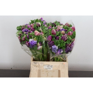 Anem Mistral Ex Cenere