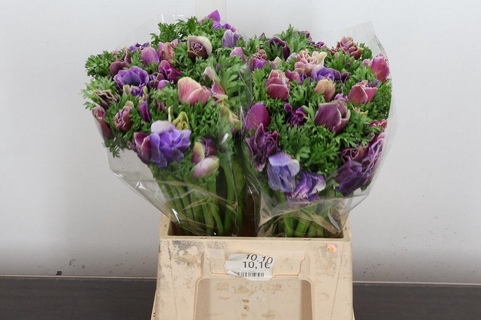 <h4>Anem Mistral Ex Cenere</h4>