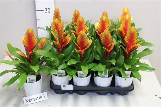 <h4>ARR BROMELIA</h4>