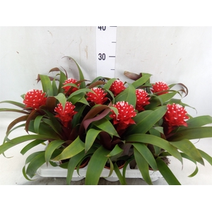 Guzmania  'Priscilla'