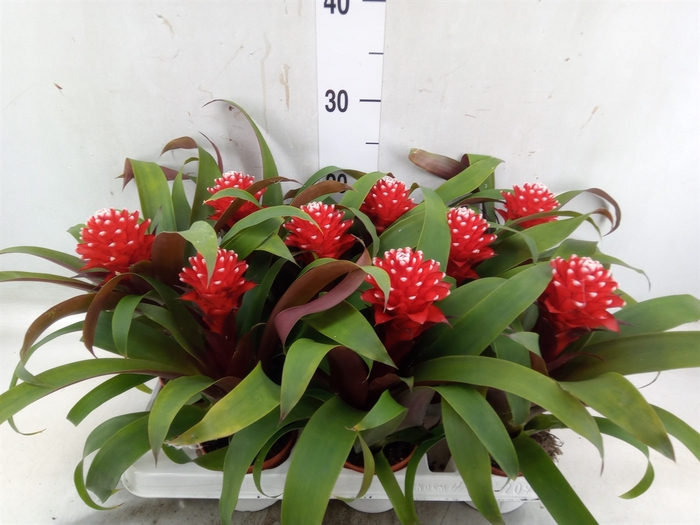 <h4>Guzmania  'Priscilla'</h4>