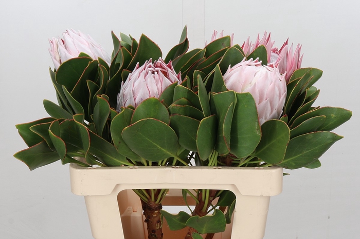 Protea Cynaroides