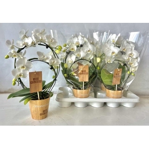 PHAL OV
