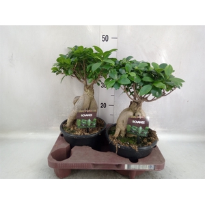 Ficus microcarpa 'Ginseng'