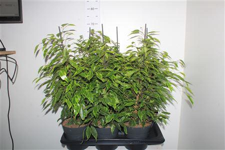 <h4>Fic Be Anastasia</h4>