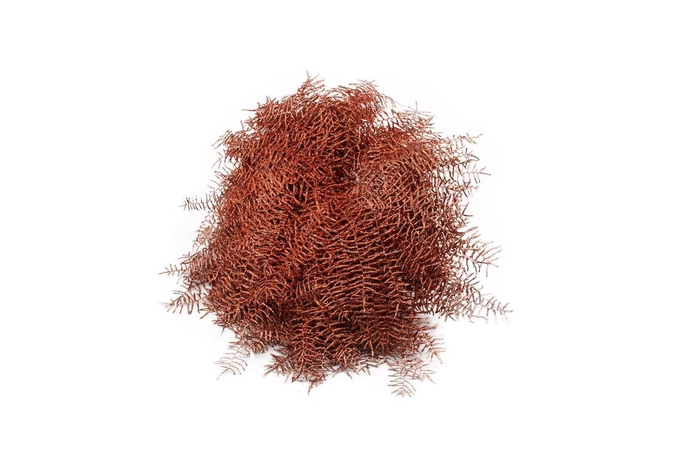 Koraalvaren Koper Glitter Black Friday Deals