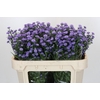 Aster Baby Blue