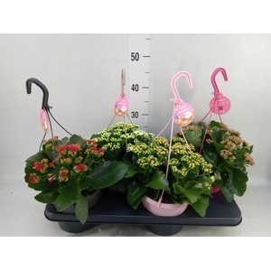 Kalanchoe blos. 'Gardenlina'  ..mix