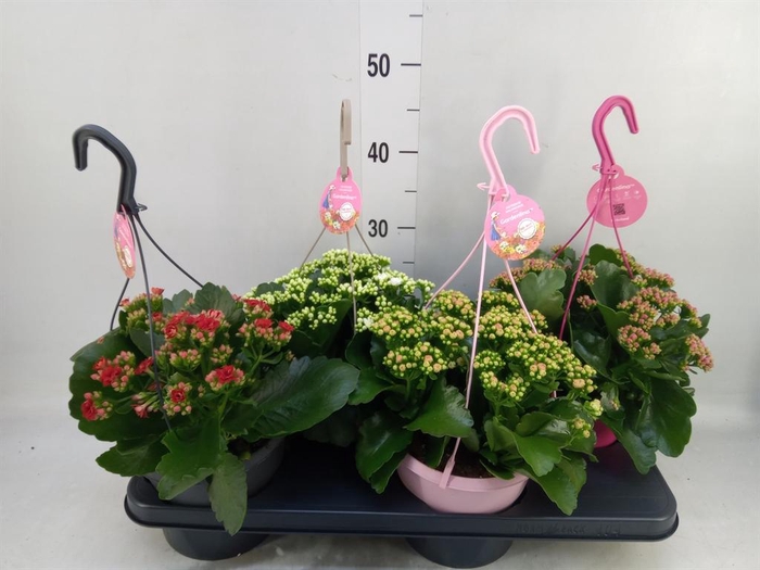 Kalanchoe blos. 'Gardenlina'  ..mix