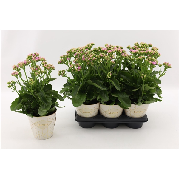<h4>Kalanchoe Graceful Pink</h4>