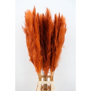 DF Pampas 130cm Orange