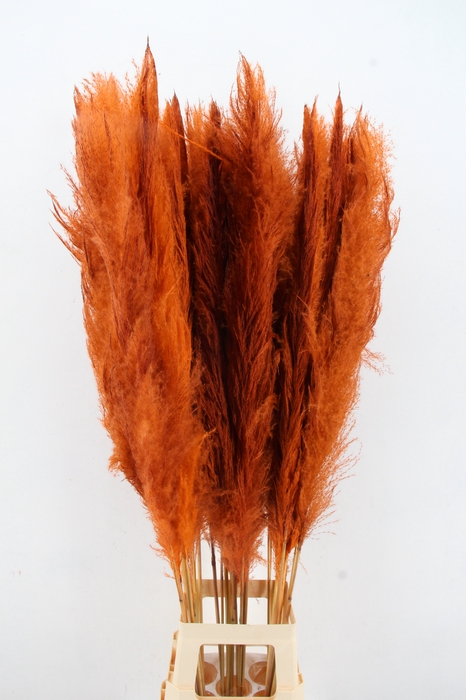 <h4>DF Pampas 130cm Orange</h4>