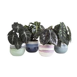 ALOCASIA MIX P10.5 L 65885