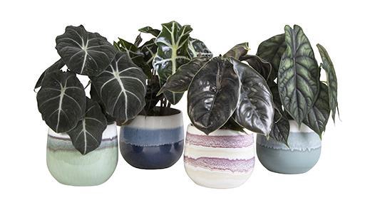 <h4>ALOCASIA MIX P10.5 L 65885</h4>