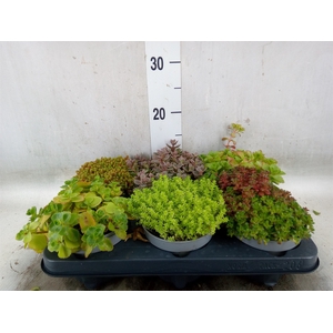 Sempervivum   ...