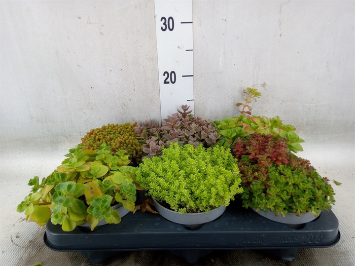<h4>Sempervivum   ...</h4>