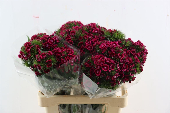 Di Barb Breanthus Jolly Purple Pink