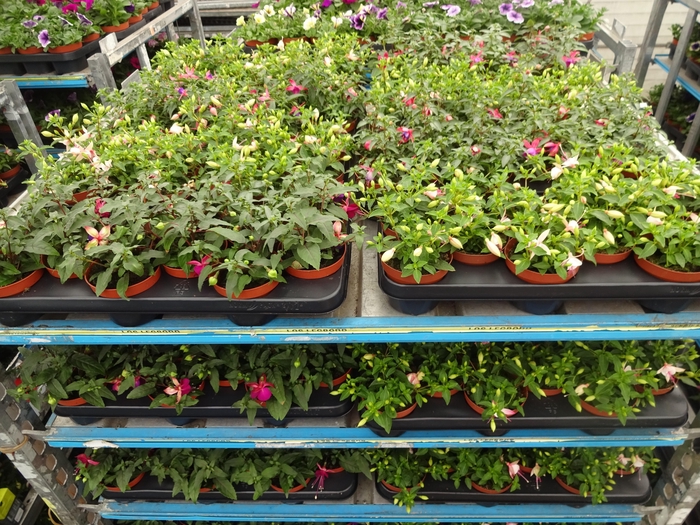 <h4>FUCHSIA MIXK</h4>