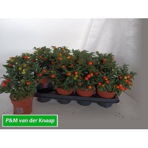 SOLAN PSEUDOCAPSIC