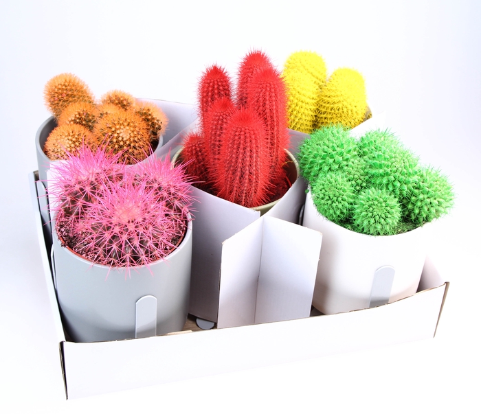 <h4>Cactus Gemengd Rainbow Keramiek Design</h4>