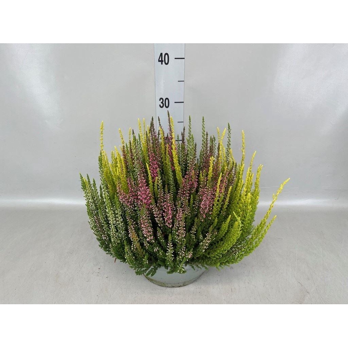 <h4>Calluna vulg. 'Beauty L'  ..mix 3/p</h4>