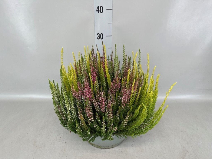 Calluna vulg. 'Beauty L'  ..mix 3/p