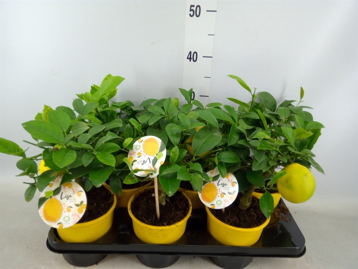 <h4>Citrus meyeri 'Meyer'</h4>