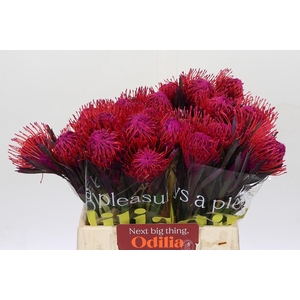 Nutans Painted Cerise