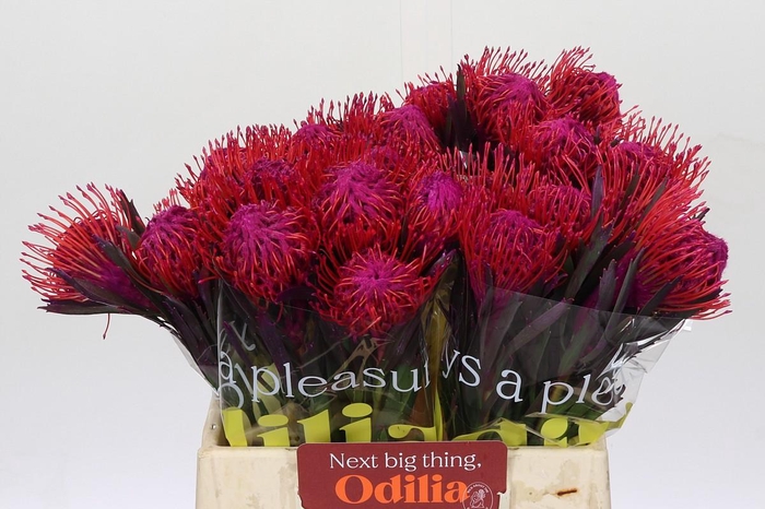 <h4>Nutans Painted Cerise</h4>