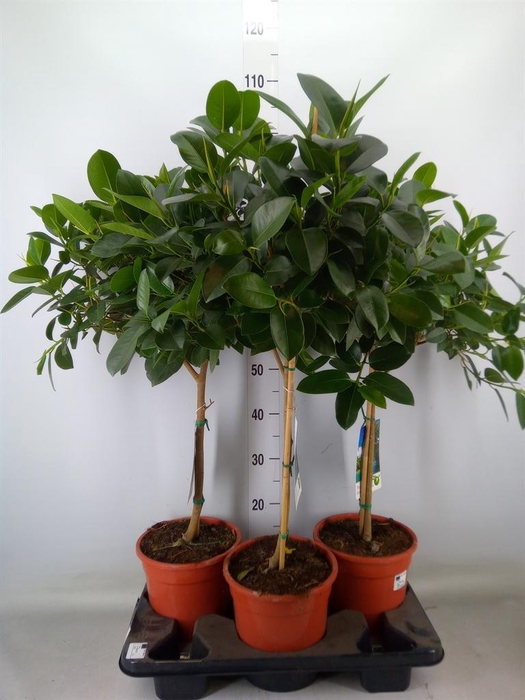 <h4>Ficus ...</h4>
