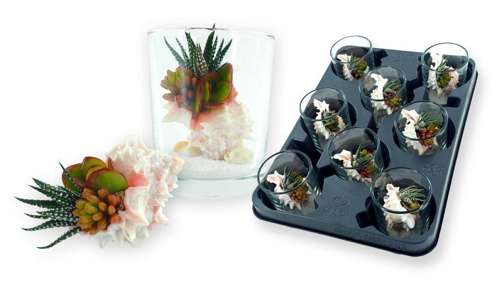<h4>Planten  ..in schelp L%</h4>