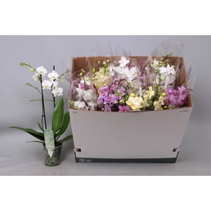 PHAL MF GEM 5 KL