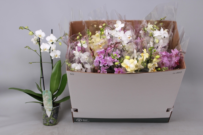 <h4>PHAL MF GEM 5 KL</h4>