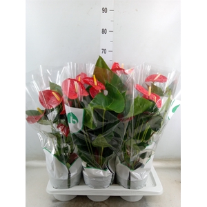 Anthurium andr. 'Madural'