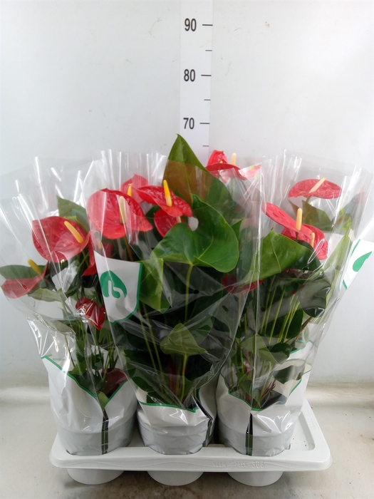 <h4>Anthurium andr. 'Madural'</h4>