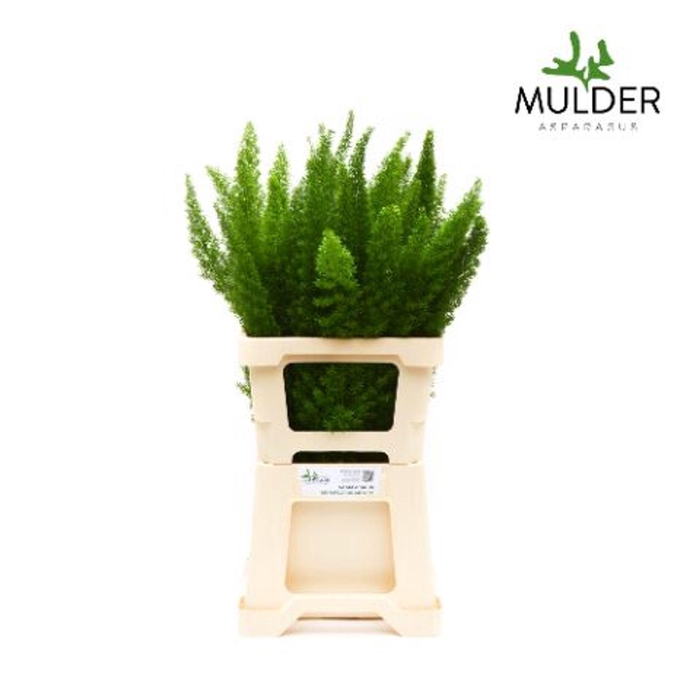 <h4>Asparagus dens. 'Meyers'</h4>