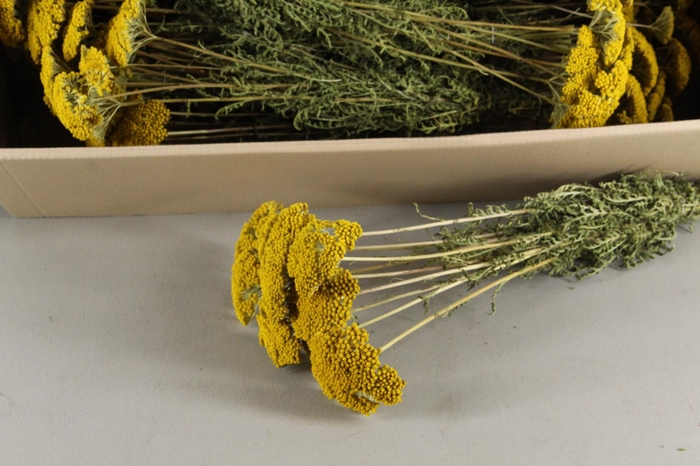 DF Achillea Parker Bs 80g