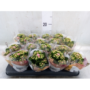 Kalanchoe blos. 'RosDon Alano'