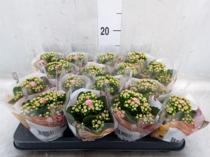 <h4>Kalanchoe blos. 'RosDon Alano'</h4>