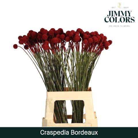 <h4>Craspedia L70 Bordeaux</h4>