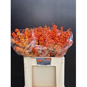 ILEX ILEXIA VICTORIA