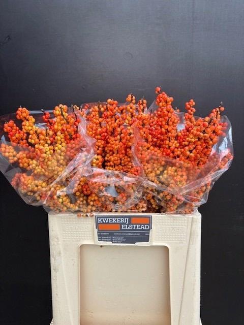 <h4>ILEX ILEXIA VICTORIA</h4>