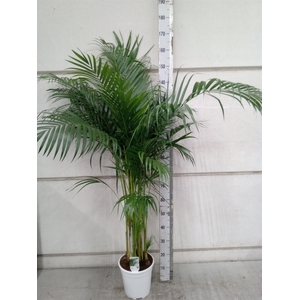 Dypsis lutescens   ...Chrysalidoca