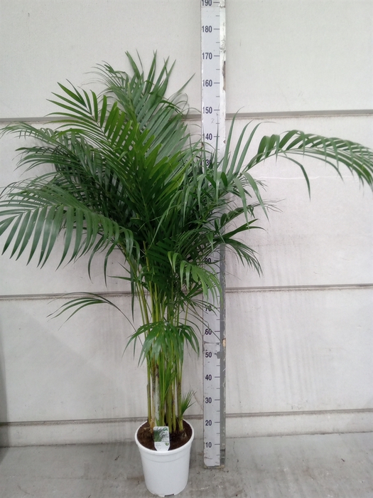 <h4>Dypsis lutescens   ...Chrysalidoca</h4>