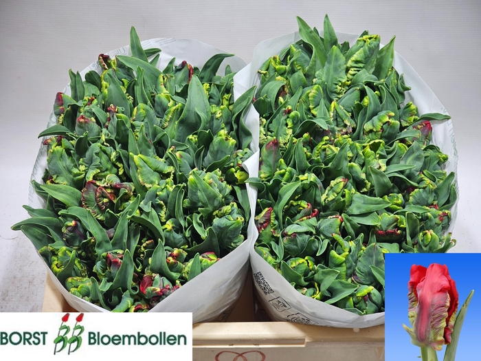 <h4>TU PA SEADOV PARROT</h4>