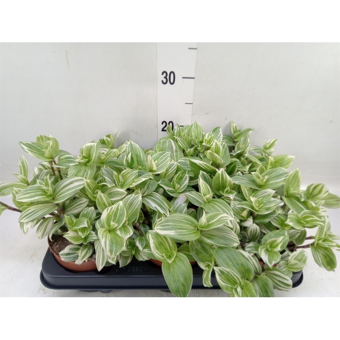 <h4>Tradescantia   ...</h4>