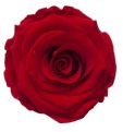 <h4>Rose Sublime Cherry pres.</h4>