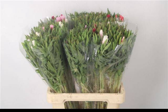 <h4>CLARKIA AM GEM IN BS</h4>
