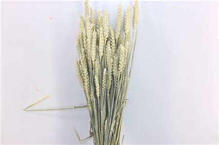 <h4>Dried Triticum X5 White Bunch</h4>