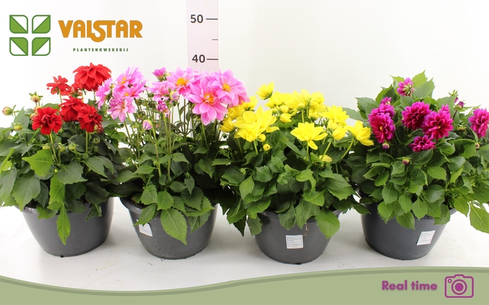 <h4>DAHL L ME GEM</h4>